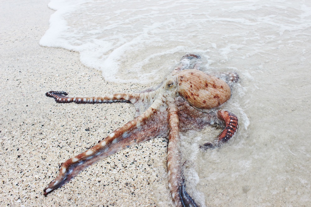 Linktree – Alatka za Instagram u svojstvu hobotnice